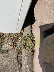 Arabis caucasica