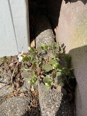 Arabis caucasica