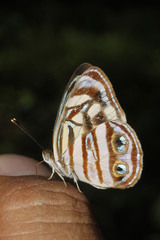 Dynamine postverta mexicana