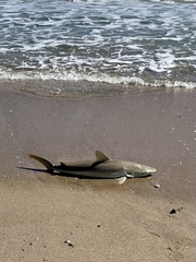 Carcharhinus acronotus