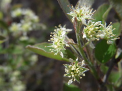 Amelanchier nantucketensis
