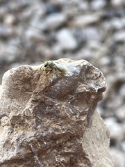 Lasioglossum sisymbrii