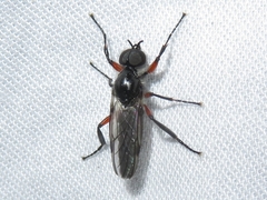 Bibio femoratus