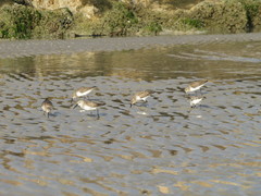 Calidris alpina
