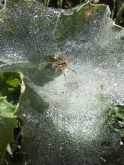 Diapontia