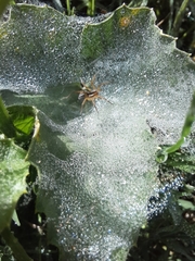 Diapontia