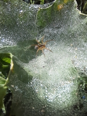 Diapontia