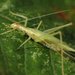 Narrow-winged Tree Cricket - Photo (c) Lisa Brown, some rights reserved (CC BY-NC)