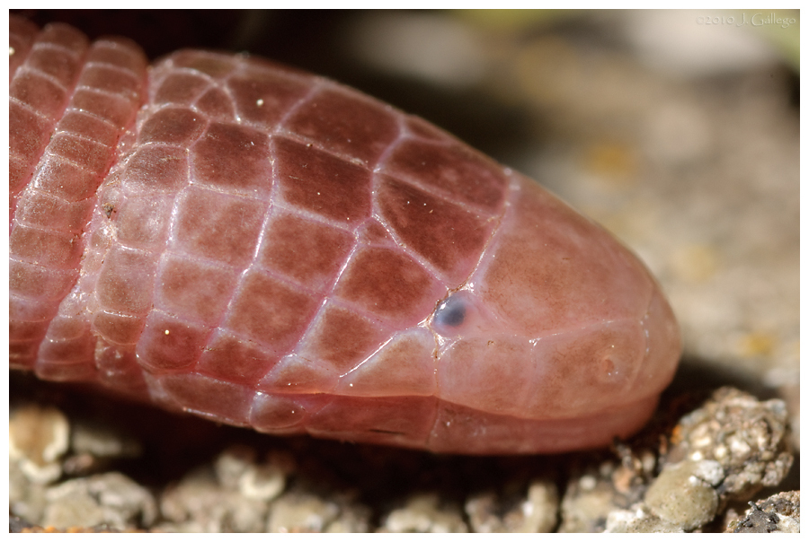 Mediterranean Worm Lizard