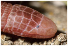 Mediterranean Worm Lizard photo 1
