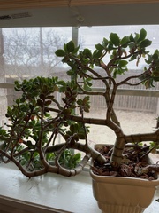 Crassula arborescens undulatifolia