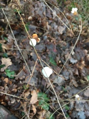 Symphoricarpos albus
