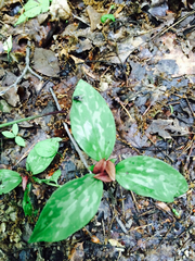 Trillium recurvatum