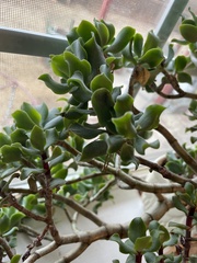 Crassula arborescens undulatifolia