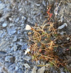 Epilobium hectori