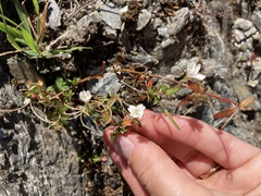 Epilobium hectori