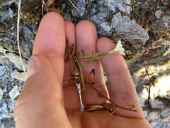 Epilobium hectori