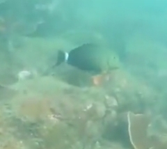 Acanthurus