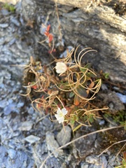 Epilobium hectori