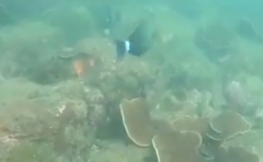 Acanthurus