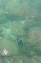 Acanthurus