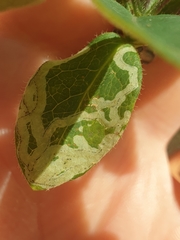 Phytomyza aprilina