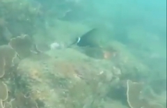Acanthurus