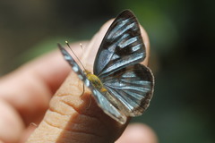 Dynamine postverta mexicana