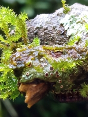 Ricasolia quercizans