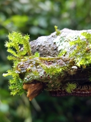 Ricasolia quercizans