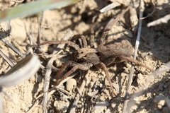 Alopecosa laciniosa