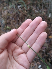 Orthosia