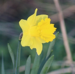Narcissus