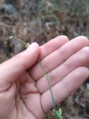 Orthosia