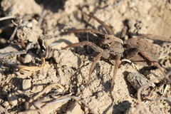 Alopecosa laciniosa