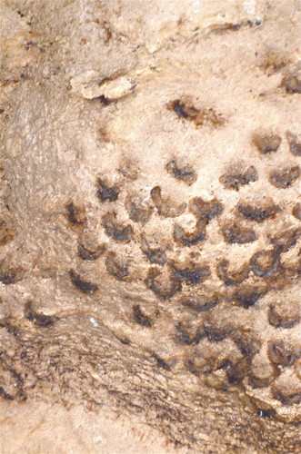 Black-nest Swiftlet (Aerodramus maximus), photo 4