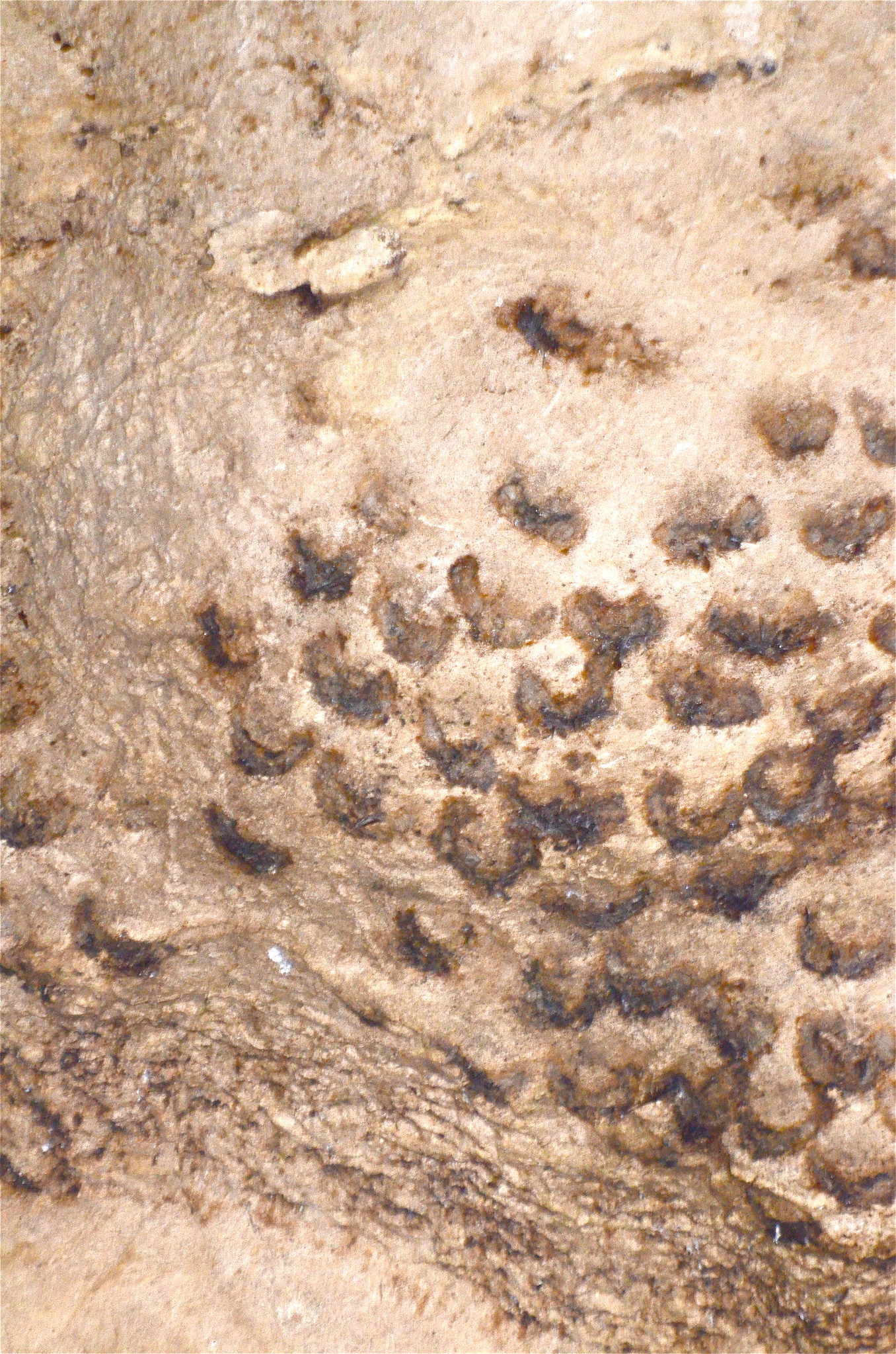 Black-nest Swiftlet (Aerodramus maximus), photo 1