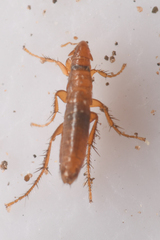 Ceratophyllidae