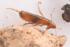 Ceratophyllidae