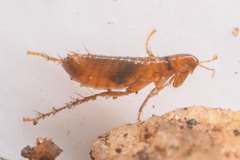 Ceratophyllidae