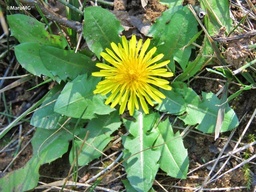 Taraxacum officinale