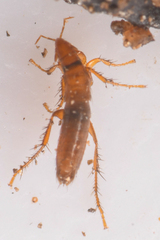 Ceratophyllidae