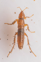 Ceratophyllidae