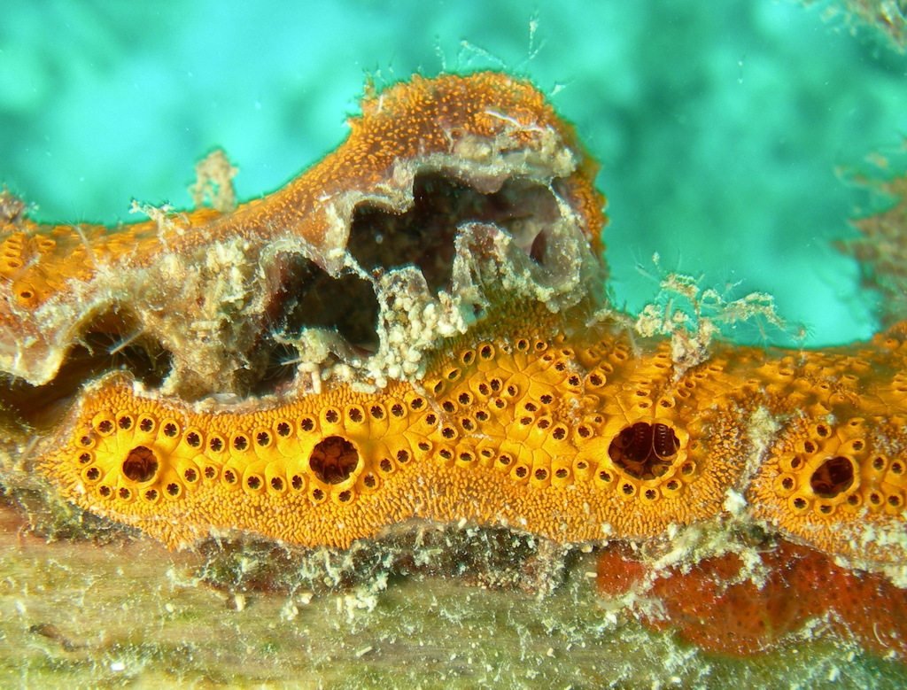 Flat Tunicate
