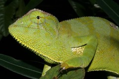Chamaeleo gracilis