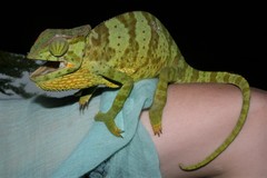 Chamaeleo gracilis