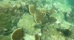 Turbinaria