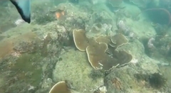 Turbinaria