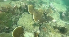 Turbinaria