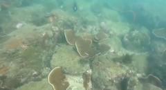 Turbinaria